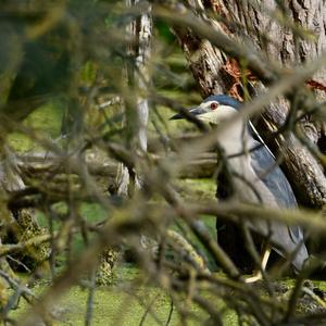 Black-crowned Night-heron