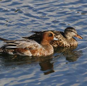 Common Teal