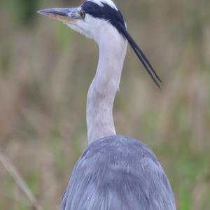 Grey Heron