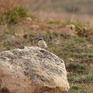 Northern Wheatear