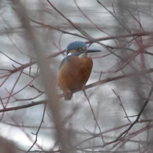 Common Kingfisher