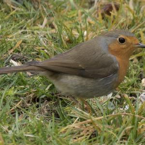 European Robin