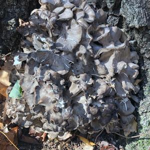 Hen-of-the-Woods