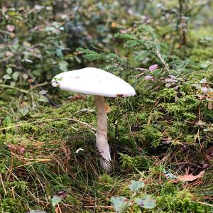 Destroying Angel