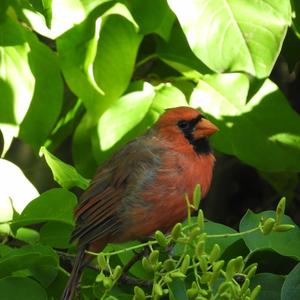 Northern Cardinal