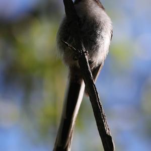 Long-tailed Tit