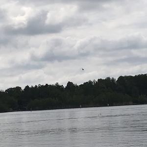 Black Tern