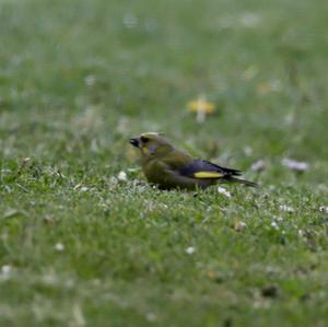 European Greenfinch