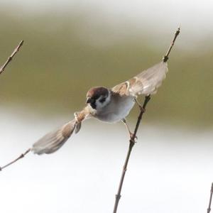 Eurasian Tree Sparrow