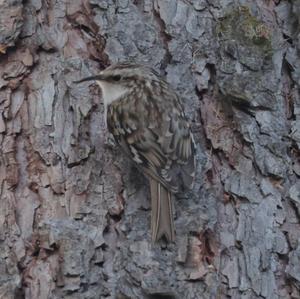 Eurasian Treecreeper