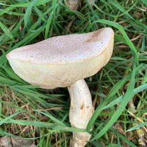 Summer Bolete