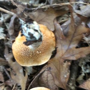 Hedgehog Fungus, Common