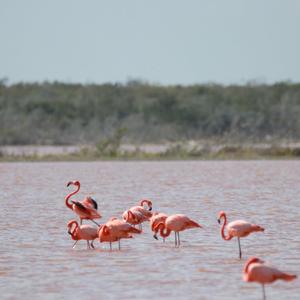 Greater Flamingo