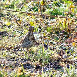 Song Thrush