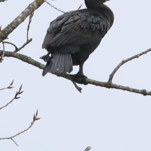 Great Cormorant