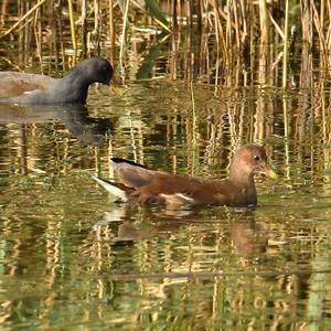 Common Moorhen