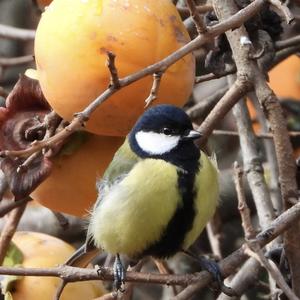 Great Tit