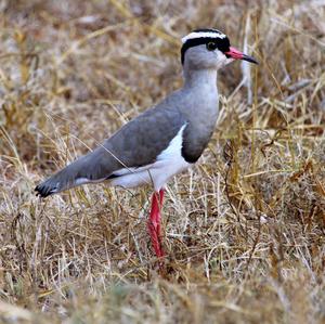 Crowned Lapwing