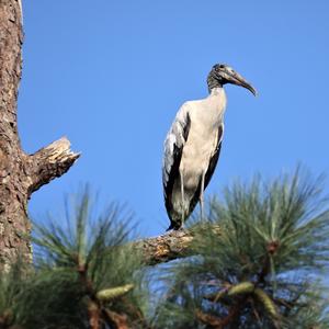 Wood Stork