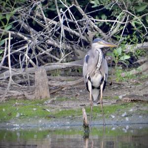 Grey Heron