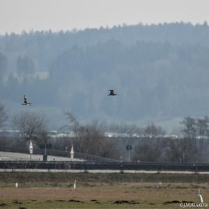 Großer Brachvogel