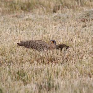 Common Kestrel