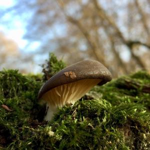 Oyster Mushroom