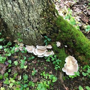 Oyster Mushroom