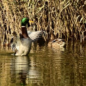 Mallard