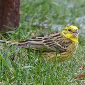 Yellowhammer