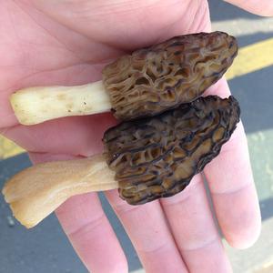 Black Morel