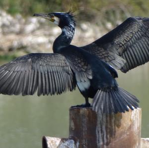 Great Cormorant