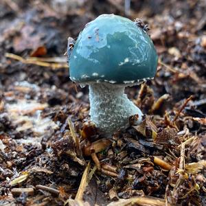 Blue-green Stropharia