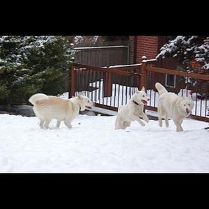 Siberian Husky