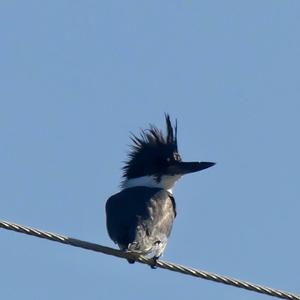 Belted Kingfisher