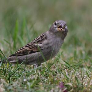 House Sparrow