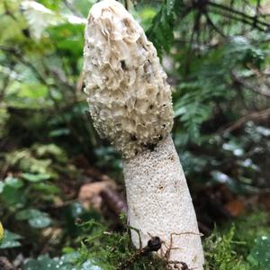 Stinkhorn, Common