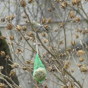 Eurasian Siskin