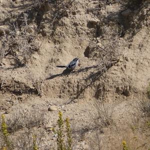 Great Grey Shrike