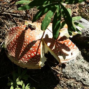 Fly Agaric