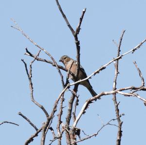 Eurasian Chaffinch