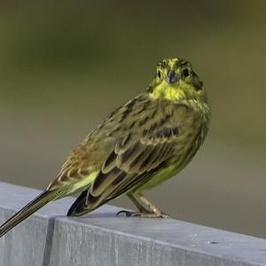 Yellowhammer