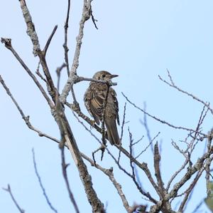 Mistle Thrush