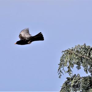 Amsel