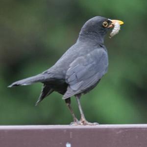 Eurasian Blackbird