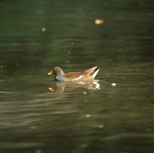 Common Moorhen