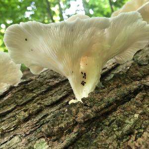 Oyster Mushroom