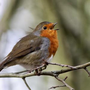 European Robin