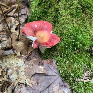 Emetic Russula