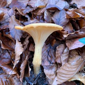 Tawny Funnel-cap